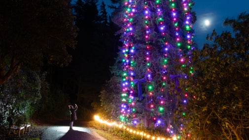 A visitor stands at the foot of an enormous decorated Christmas tree outside on the grounds at Cragside.